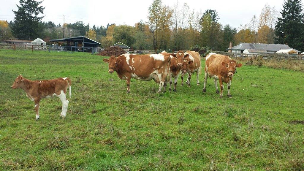 cow-shelter-northwest-share